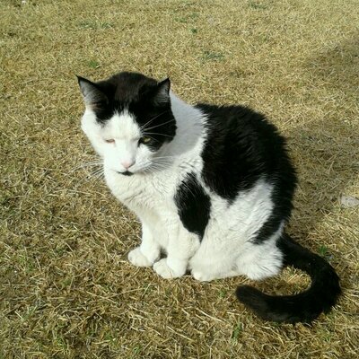 Profile Picture of Susan Barrow (@sue91caddy) on Twitter