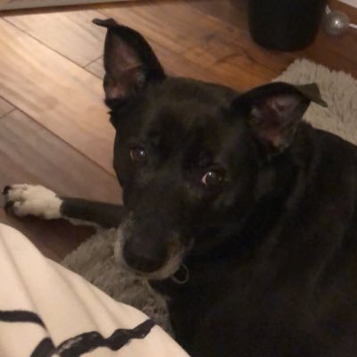 Profile Picture of Raven Wiggins (@WigginsRaven) on Twitter