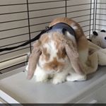 Profile Picture of realdavidbrower (@realdavidbrower) on Instagram