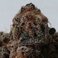 Profile Picture of Kenton Thomas (@kenton-thomas-3) on Quora