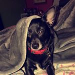 Profile Picture of Cleopatra Joy Vargo (@cleopatrajoyvargo) on Instagram