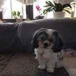 Profile Picture of Marianne Schulte (@schulte4654) on Instagram