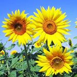 Profile Picture of trinidad cisneros (@cisnetriny) on Instagram