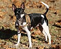 Profile Picture of Rat Terrieron Wikipedia