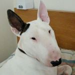 Profile Picture of English Bull Terrier, England (@j_main90) on Instagram