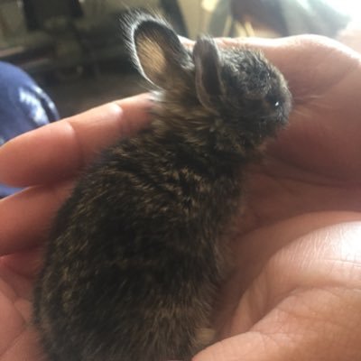 Profile Picture of Jim Crimmins (@TcoJim) on Twitter