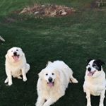 Profile Picture of Lucy, Yogi, & Boone (@schwier.pups) on Instagram