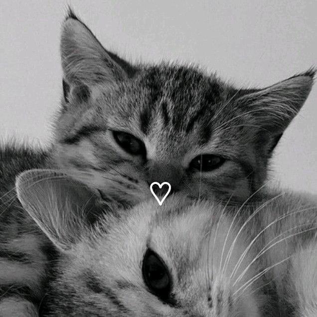 Profile Picture of Ahmed Abdullatif (@ahmed________.ali) on Tiktok