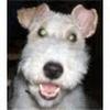 Profile Picture of Gregg Stern (@@user4709710025012) on Tiktok