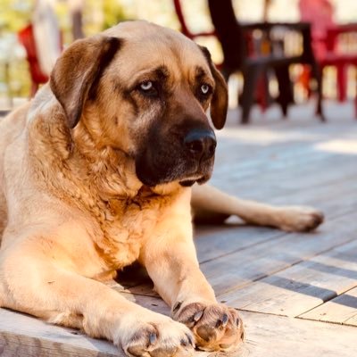 Profile Picture of Chad Riddell (@RiddellChad) on Twitter