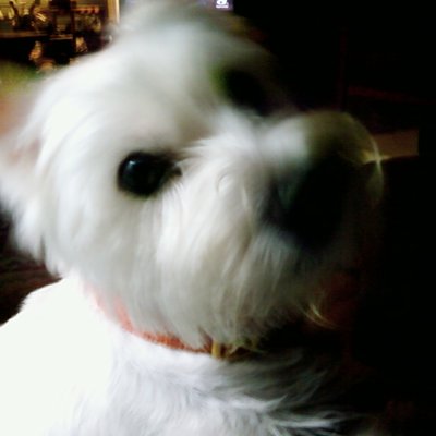 Profile Picture of Nancy Winner (@WinnerNwwesties) on Twitter