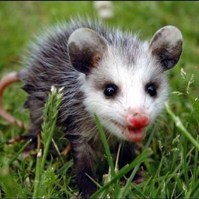Profile Picture of Bruce Springer (@MrOppossum) on Twitter