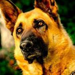 Oscar Alexander Mautone - Instagram Profile Picture of Oscar Alexander Mautone (@oscaralexandermautone) on Instagram