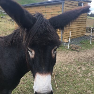 Profile Picture of Iain Laing (@IainLaing4) on Twitter