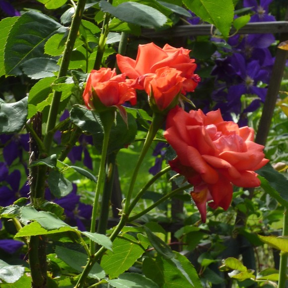 Profile Picture of Roma Milewski (@romamilewski) on Poshmark