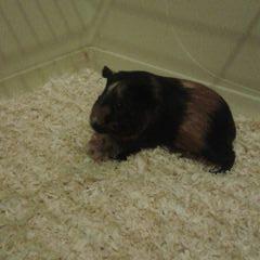 Profile Picture of Jess Truscott (@JessTurkeys) on Twitter