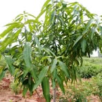 Profile Picture of Kana Doreen (@Kana-Doreen) on Facebook