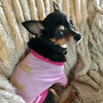 Profile Picture of Jacqueline Patella (@tinydogsofny) on Instagram