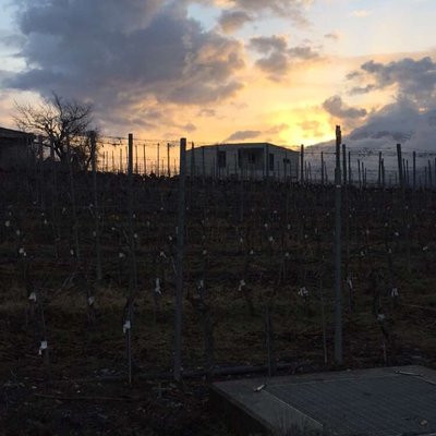 Profile Picture of Joe Rapisarda (@bhoooooooooooo) on Twitter