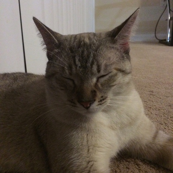 Profile Picture of Paola Gamarra (@sugarprincesa) on Poshmark