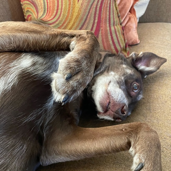 Profile Picture of Julie Bearden (@jambearden) on Poshmark