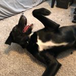 Profile Picture of Basil “Not-An-Armadilo” Howard (@basil.pup) on Instagram