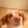 Profile Picture of davidlachance (@@davidlachance) on Tiktok