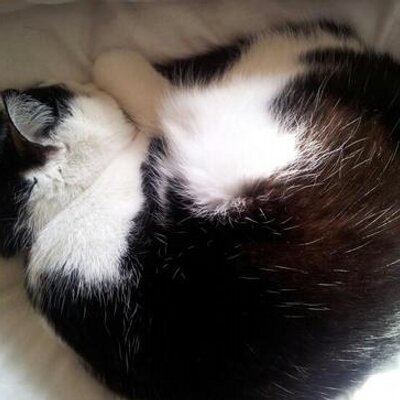 Danielle M S Shields - Twitter Profile Picture of Danielle M S Shields (@shields_ms) on Twitter