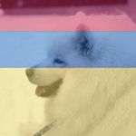 Profile Picture of Rosa J Torres R (@peccoch) on Instagram