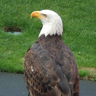 Bruno Seabra - Facebook Profile Picture of Bruno Seabra (@Bruno-Seabra) on Facebook