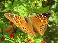 Profile Picture of Asterocampa leiliaon Wikipedia