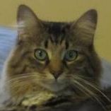 Profile Picture of Shelley Howard Kemperman (@shelvet) on Pinterest
