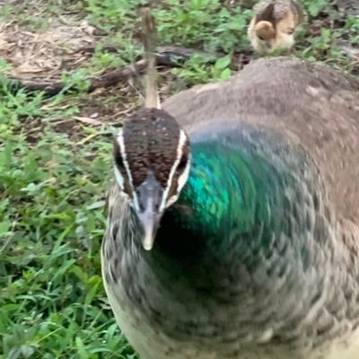 Profile Picture of Jo Ann Christensen (@JoAnnCh61277382) on Twitter