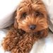 Profile Picture of Tanya O'Connell (@tmo78) on Pinterest