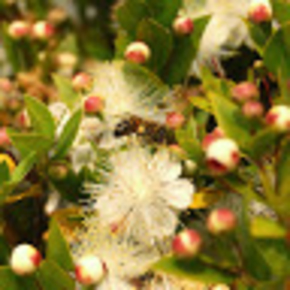 Profile Picture of Allison Mandel (@allisonmandel) on Poshmark