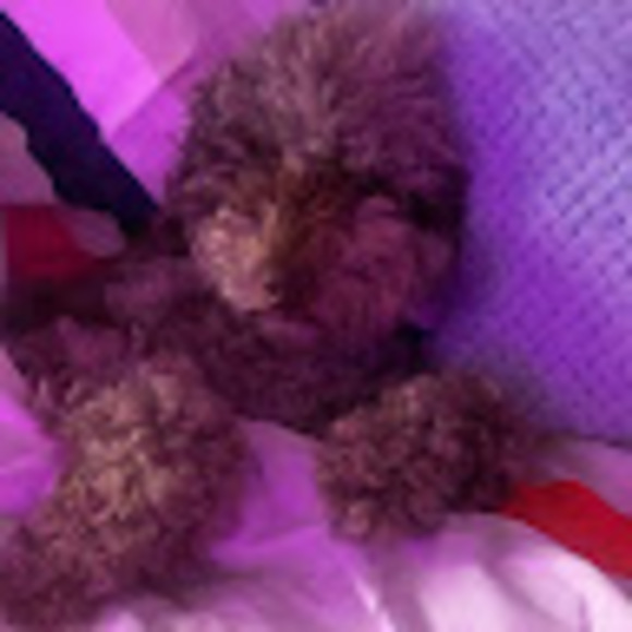 Profile Picture of Lucy Zhang (@zhanglucy448) on Poshmark