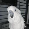 Profile Picture of Birds are cool😎 (@countrysingleton) on Tiktok