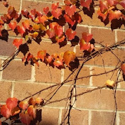 Profile Picture of Vera Zhang (@verazhang128) on Youtube