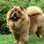 Profile Picture of Chow chow (@chowchow_planet_insta) on Instagram