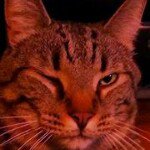 Profile Picture of Simon Chartrand (@e_chart) on Instagram