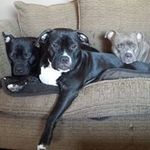 Brad Goshorn - Instagram Profile Picture of Brad Goshorn (@goshornbrad) on Instagram