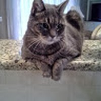 Profile Picture of Alice Shaughnessy (@alice-shaughnessy-3) on Quora