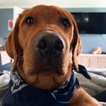 Profile Picture of Levi James Hobart (@levitheredlab) on Instagram