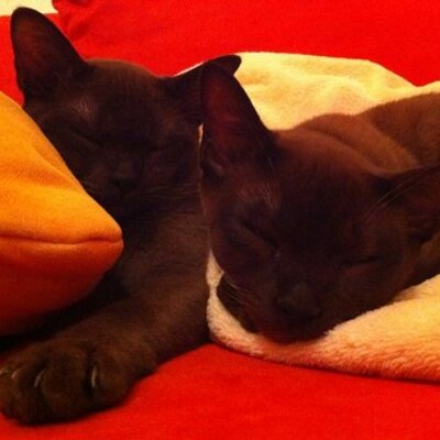 Profile Picture of Melissa Adolf (@@BenJerry2011) on Twitter