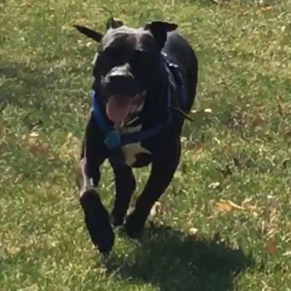 Profile Picture of Dave Rose (@attacklobster91) on Poshmark