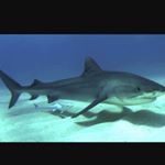Profile Picture of Alex Kapopoulos (@alex_kapopoulos) on Instagram