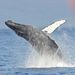 Profile Picture of Terry Enlow (@terryenlow) on Pinterest