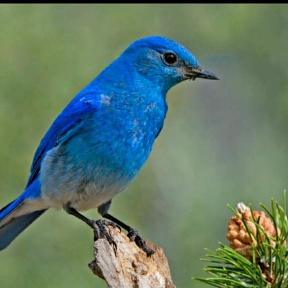 Profile Picture of Selamawit Alemu (@selamina1958) on Poshmark