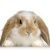 Profile Picture of Karla Bernhardt (@karlabernhardt) on Pinterest