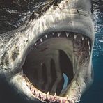 Profile Picture of Kevin Charley (@Kevin-Charley) on Facebook